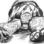 Kohlezeichnung einer Schildkröte aus einer bodennahen Perspektive frontal