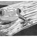 Ätzradierung eines Frosches auf einem Blatt